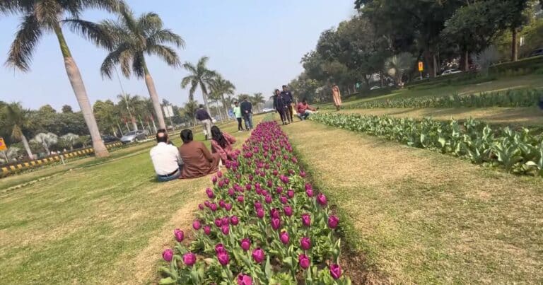 Tulip festival, New Delhi